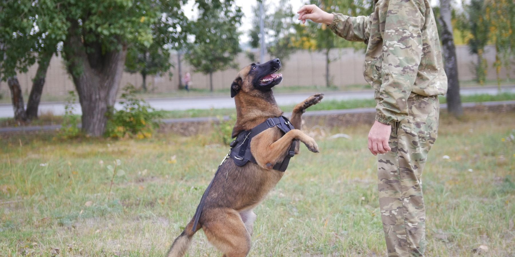 Is German Dog Command Training Right for You?